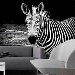 Zebra in black white wall mural